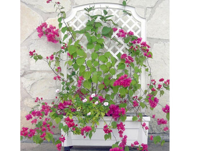 Calypso Planter with Trellis and Reservoir